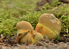 Leccinellum crocipodium