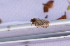 Tachycixius pilosus