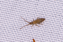 Entomobrya nivalis