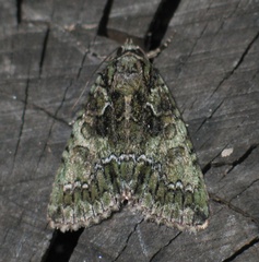 Polyphaenis sericata