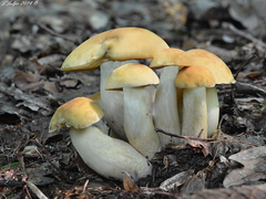 Leccinellum crocipodium