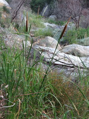Typha capensis