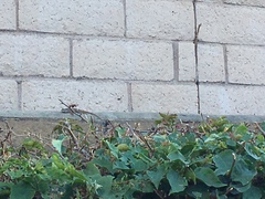 Sceloporus occidentalis