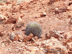 Ferocactus emoryi