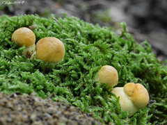 Leccinellum crocipodium