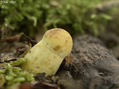 Leccinellum crocipodium