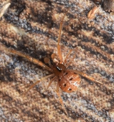 Theridion melanostictum