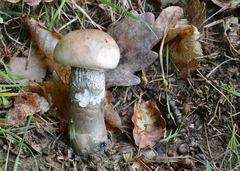 Leccinum duriusculum