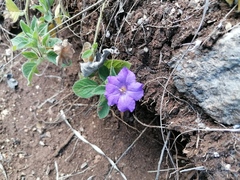 Ruellia lactea