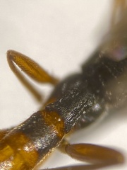 Lissonota subaciculata