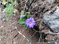 Ruellia lactea