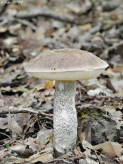 Leccinum duriusculum