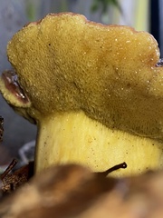 Aureoboletus flaviporus