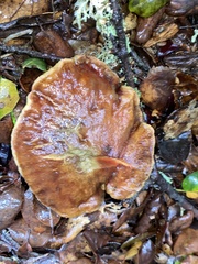 Aureoboletus flaviporus