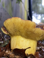 Aureoboletus flaviporus