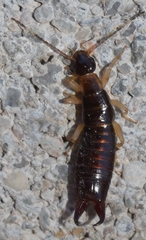 Euborellia annulipes