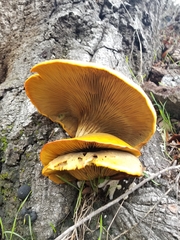 Omphalotus olivascens