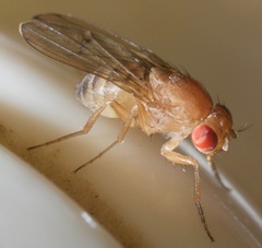 Drosophila immigrans