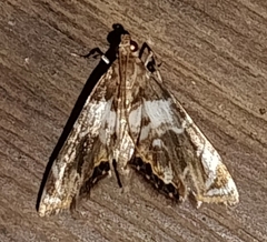 Usingeriessa