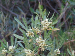 Searsia angustifolia