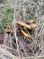 Omphalotus olivascens