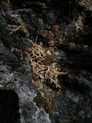 Selaginella lepidophylla
