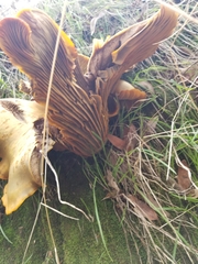Omphalotus olivascens