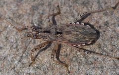 Nabis occidentalis