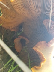 Omphalotus olivascens