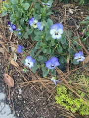Viola