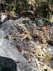 Selaginella lepidophylla
