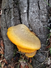 Omphalotus olivascens