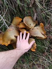 Omphalotus olivascens