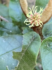 Trichocladus crinitus