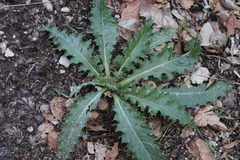 Cirsium brevistylum