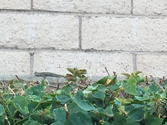 Sceloporus occidentalis