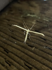 Hellinsia homodactylus