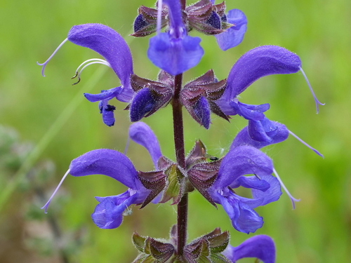 Introduced sage (Salvia pratensis)
