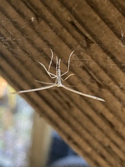 Hellinsia homodactylus