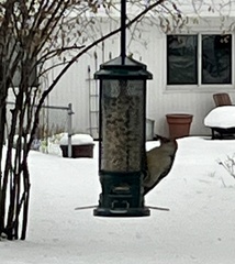 Melanerpes carolinus