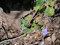 Ruellia lactea