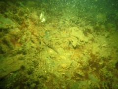 Tridentiger trigonocephalus