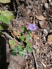 Ruellia lactea