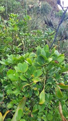 Pseudopanax lessonii