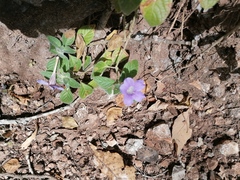 Ruellia lactea