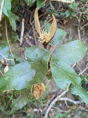 Trichocladus crinitus