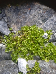 Azorella hydrocotyloides