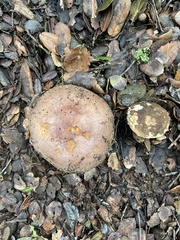Lactarius argillaceifolius