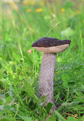 Leccinum scabrum melaneum