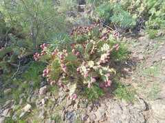 Opuntia stricta